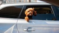 auto dog-6680642 1280